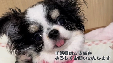 先天性の環軸椎亜脱臼たぁ坊（10ヶ月）のご支援をお願いいたします。 のトップ画像