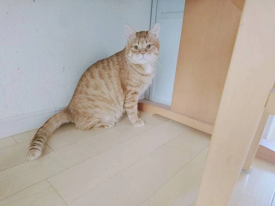 【残り8日、372,000円で目標達成です😺】いただいた応援メッセージのご紹介③ 〜佐野様・K様〜