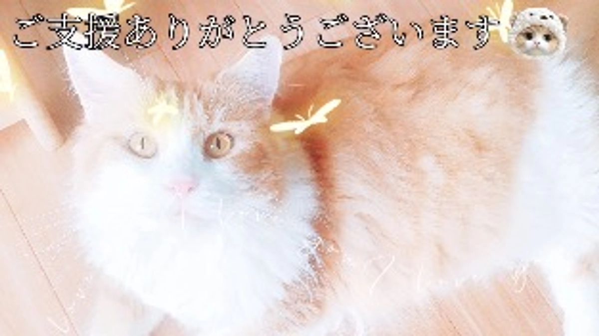 ご支援ありがとうございます🙇‍♀️