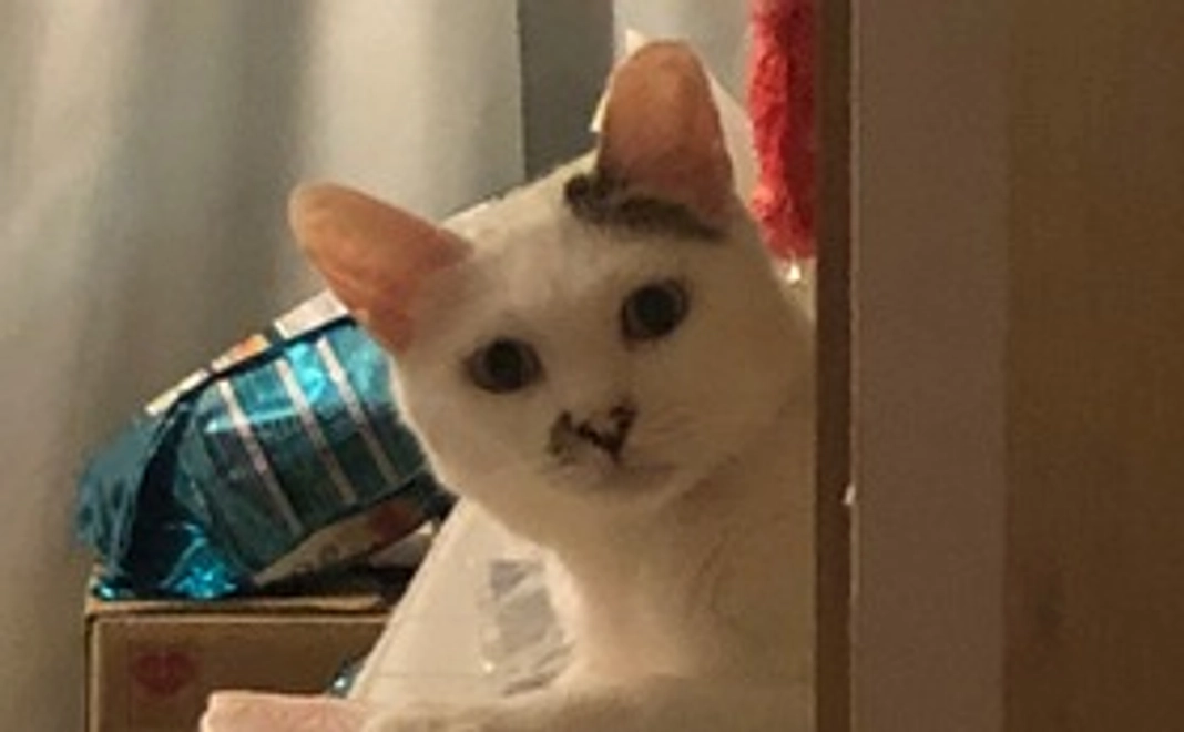 白太郎全力で応援(リターン不要）1000円コース