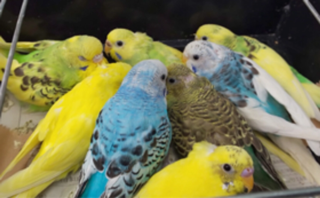 動物たちの写真で応援！コース