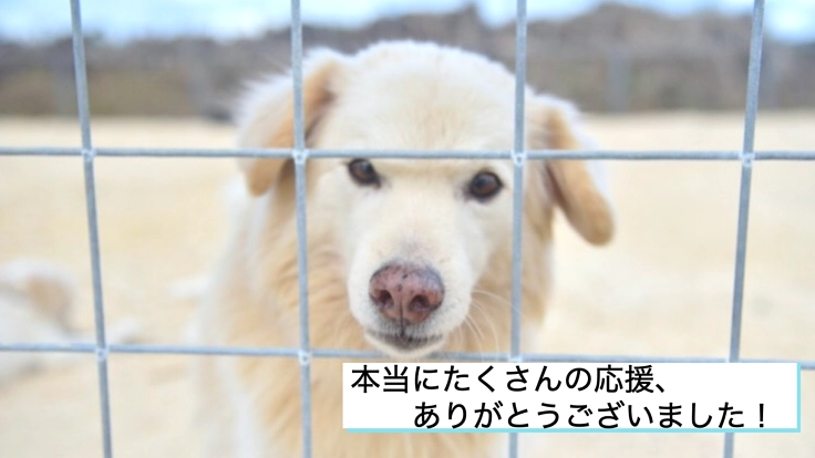 犬猫の保護活動に夢をもちたい。離島ならではの苦しみからの挑戦