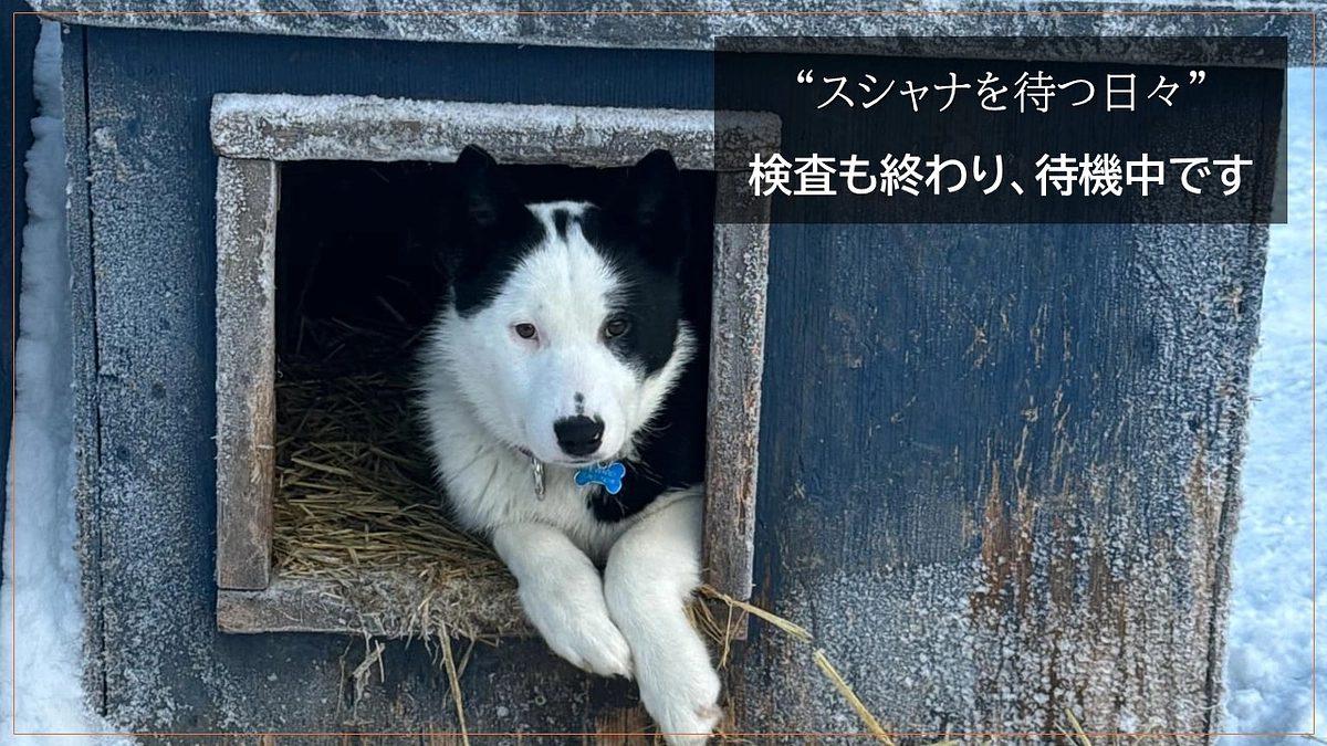 “スシャナを待つ日々”  検査も終わり、待機中です