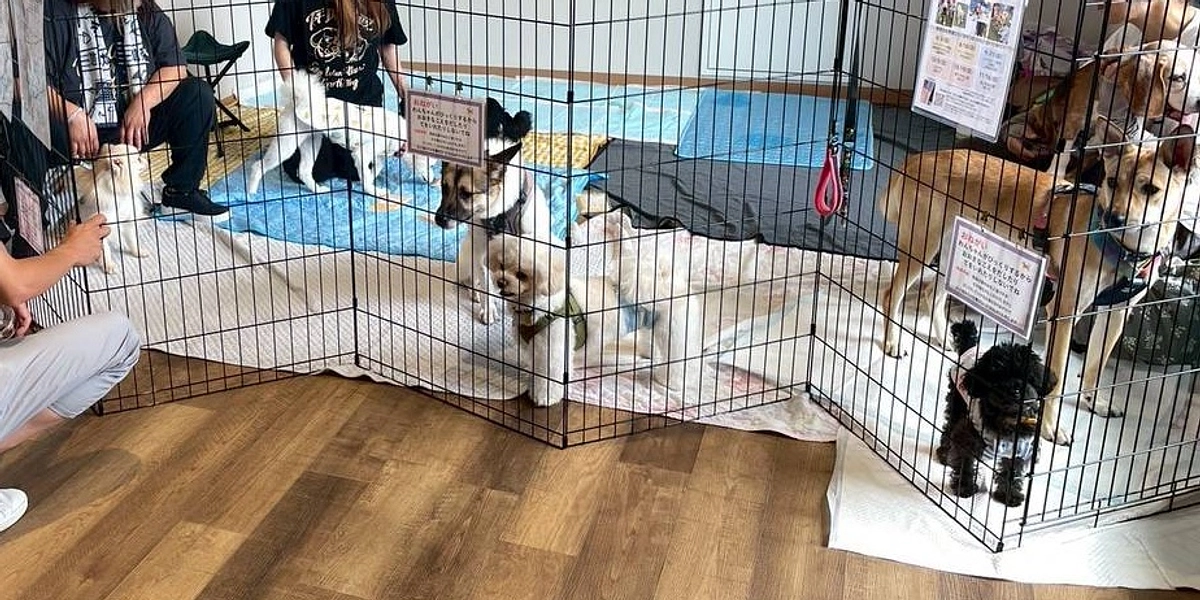 7月13日　富士ドッグパーク山中湖様で譲渡会