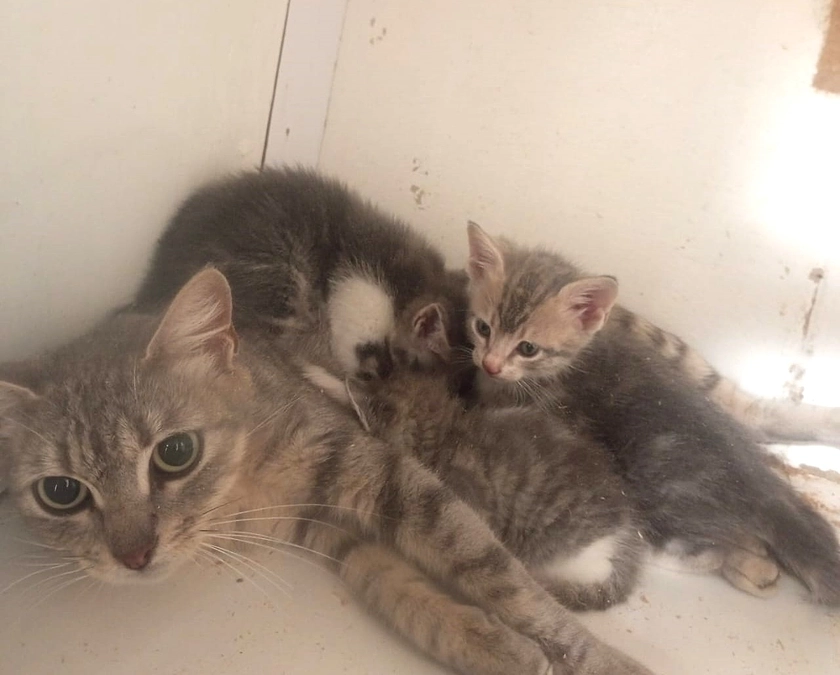 移転前のシェルターに保護されている母子猫たち