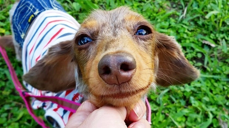 愛犬ピコの環軸椎亜脱臼の手術のご支援をお願い致します。