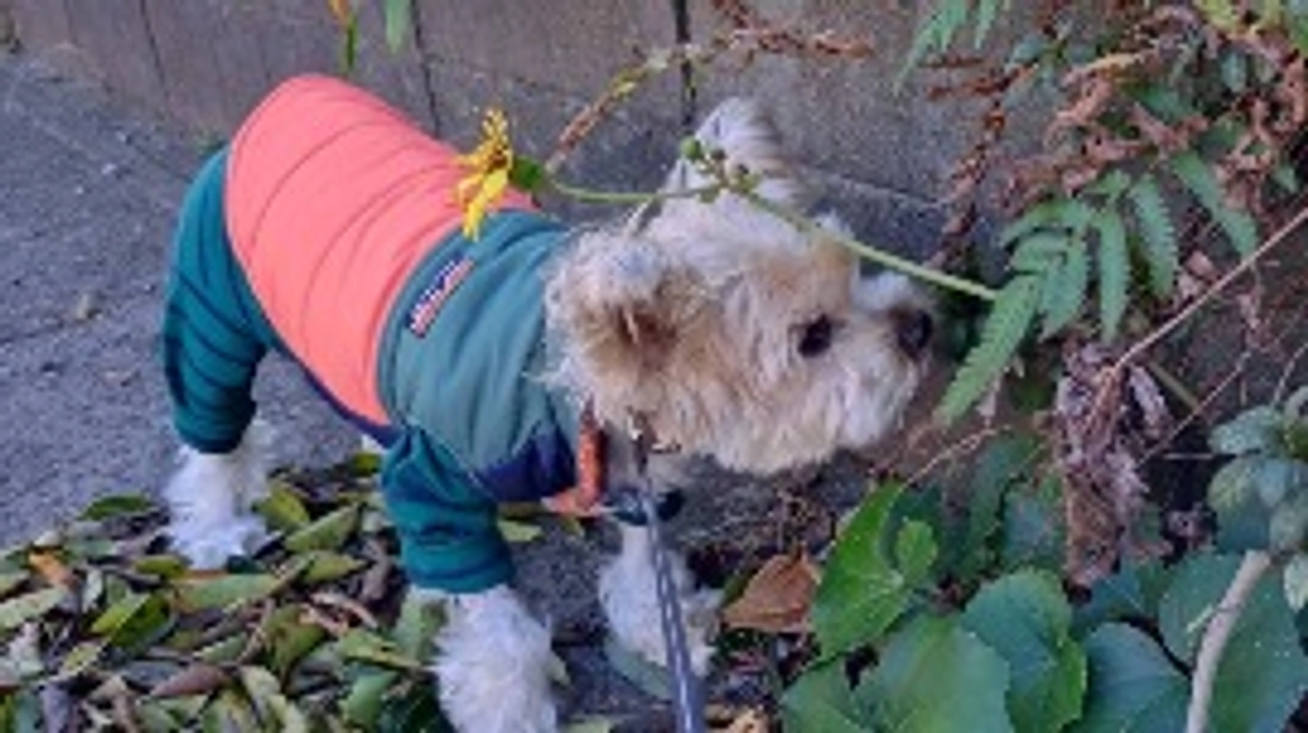 久しぶりのお散歩