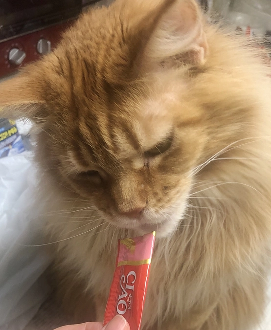 昨日のロイの様子です