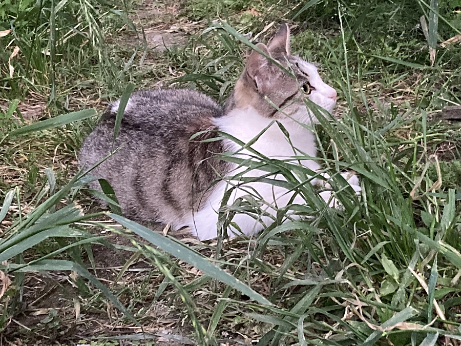 ありがとうございました