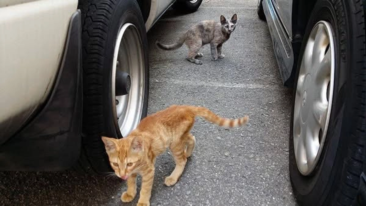 かわいそうだけでは助けられない　野良猫さんのこと㉔　　代表奥がなぜ猫と関わることになったか