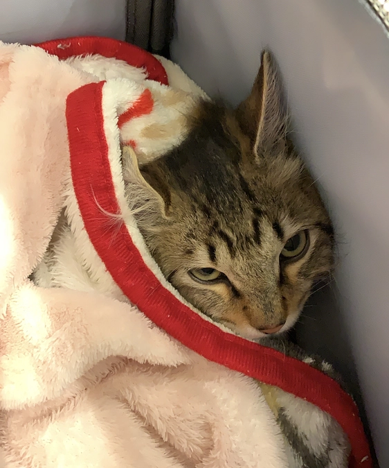 心からのお礼と、最新(3/2)の定期検診のご報告