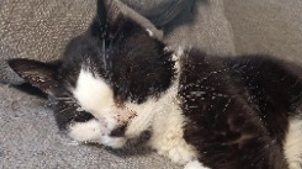 退院しました！おだやかにすごせています！