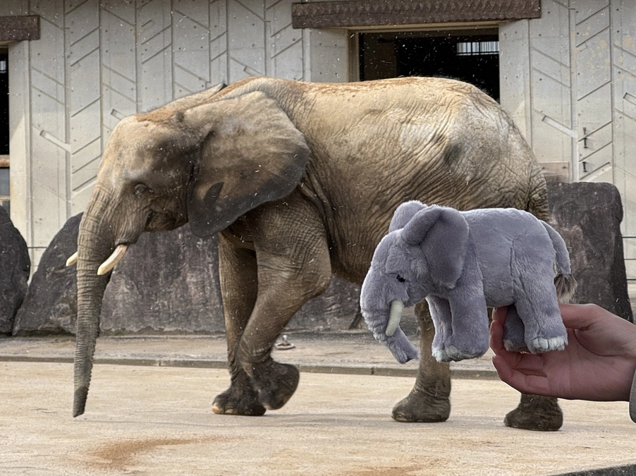 【新リターン追加のご紹介！】ゾウ担当監修！こだわりのマルミミゾウのぬいぐるみ（メイ・ダイ・セット）