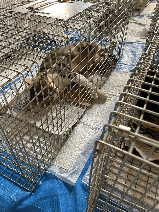 6/28　TNRを行いました！