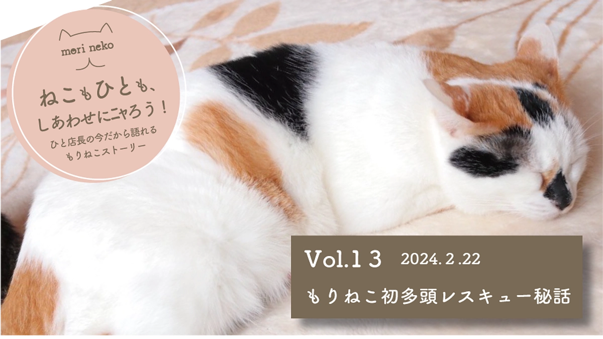ねこもひとも、しあわせにﾆｬろう！vol.13 初めての多頭飼育崩壊レスキュー