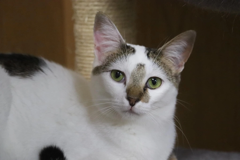 リターンの発送報告、移転先の進捗状況、ビックリ案件について