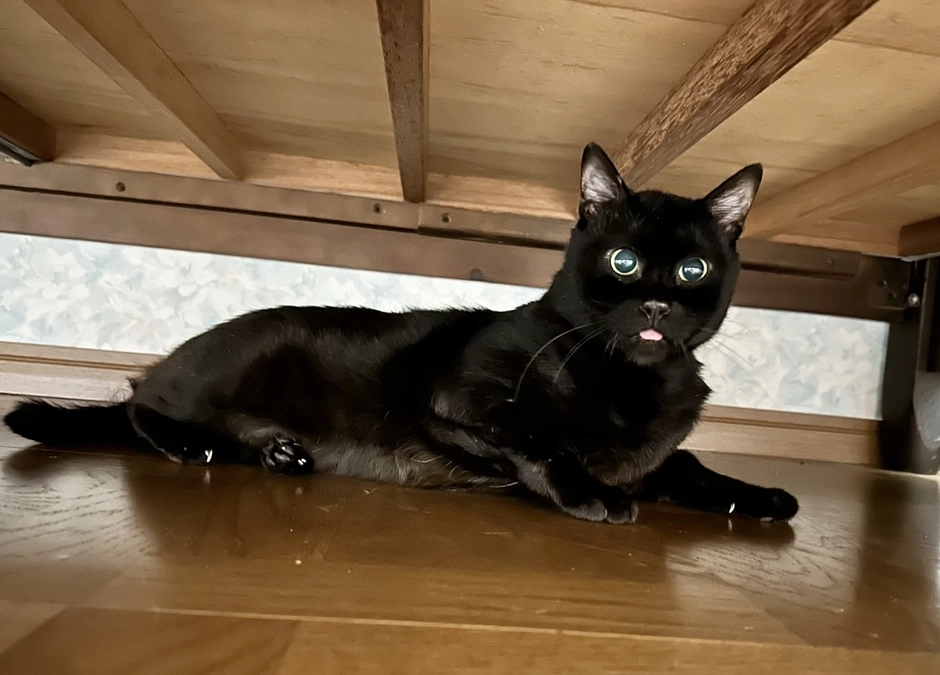 虹の橋を渡りました🌟