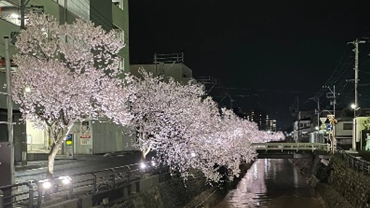 桜が綺麗です🌸