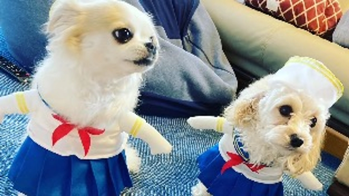 麦と一緒に暮らす杏を紹介します🐩