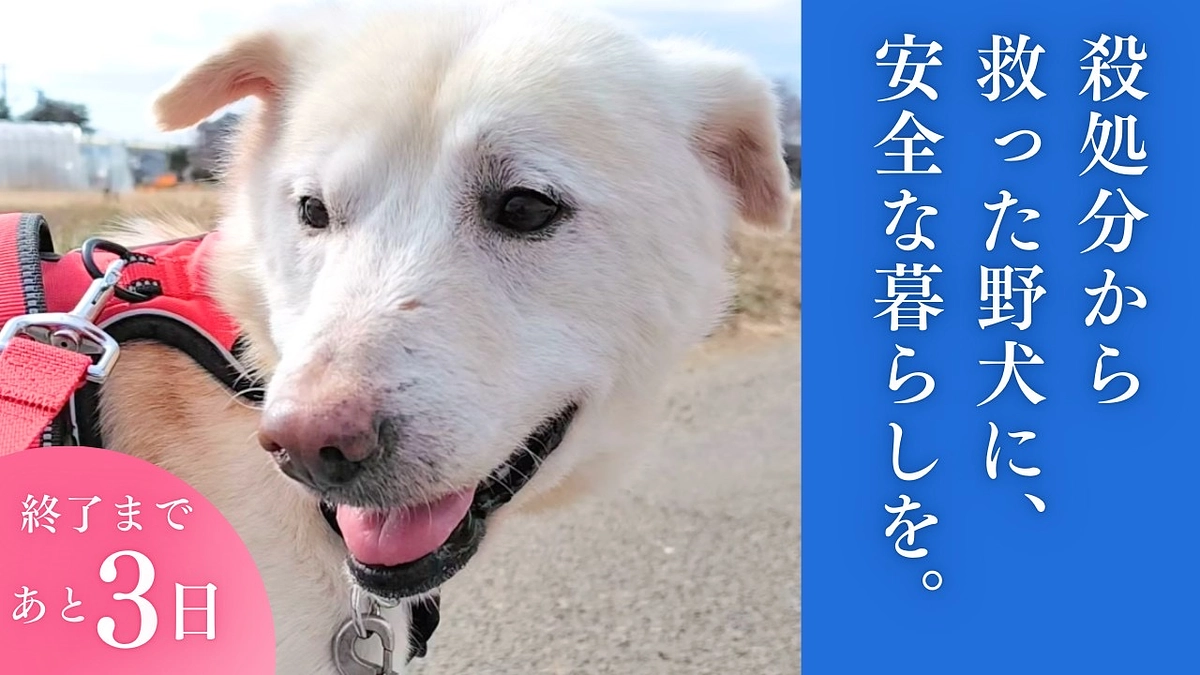 里親さまからのメッセージ　マギーのご家族より