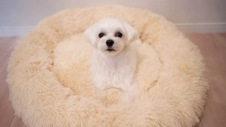 愛しい家族の愛犬ティムを助けていただけないでしょうか。