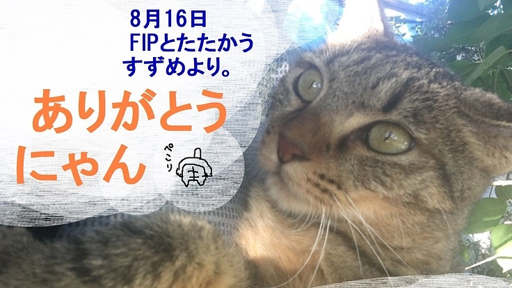 FIPとたたかう野良猫すずめを支えてくださいませんか?