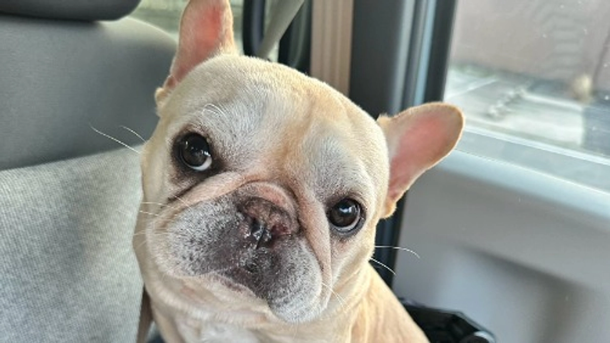 経過報告⑥　残りあと66.000円となりました　【終了まで残りあと５日】