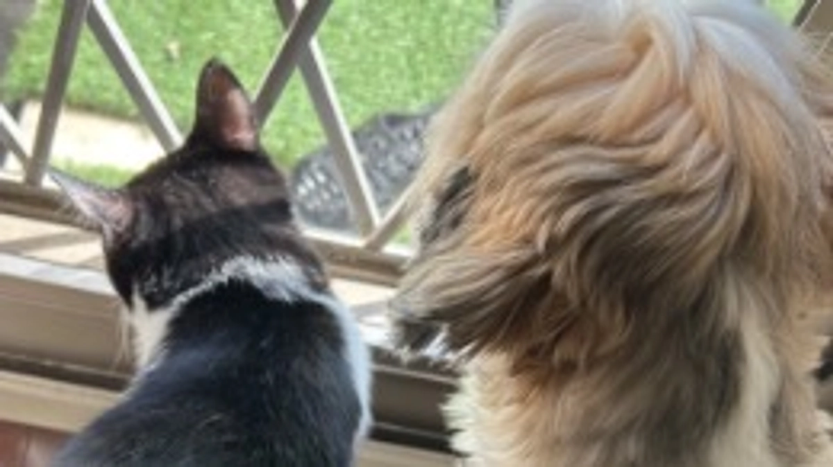 11月17日 〜 日常報告12 〜保護から87日目