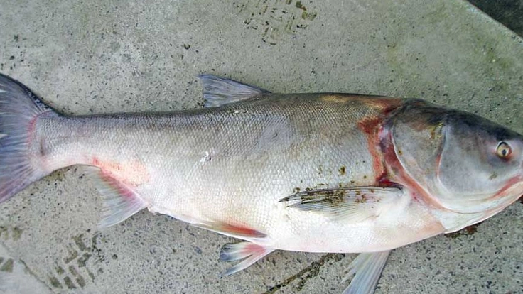 厄介者の外来魚を美味しく食べられるドッグフードに加工する