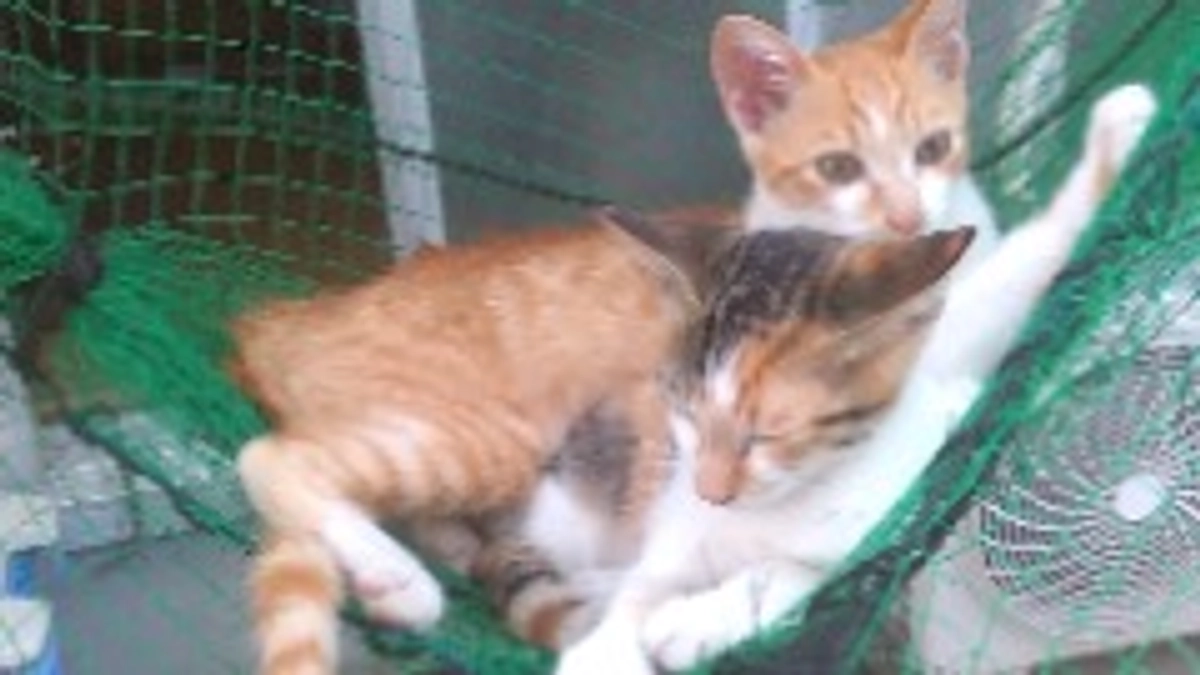 達成まで残り2週間となりました。