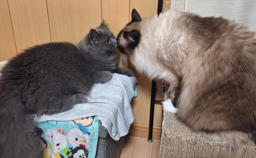 ポンちゃん明日のために6 リターン不要