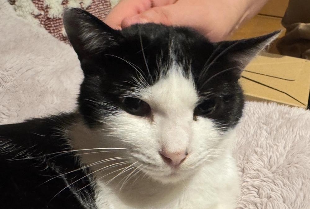 シンバ、気圧変化に負けていません