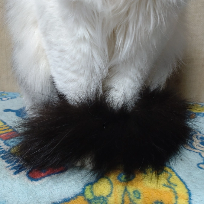 しっぽマフラー😺