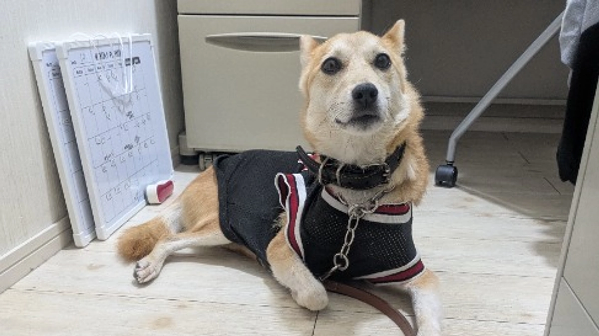 咬傷犬　見た目と中身のギャップ