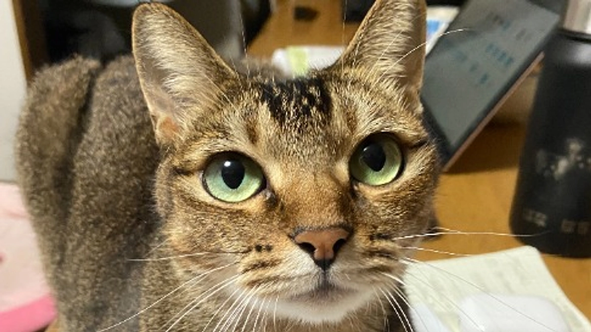 【14日目】「譲渡会」もできるシェルター？広がる「共助の可能性」に新たな光！