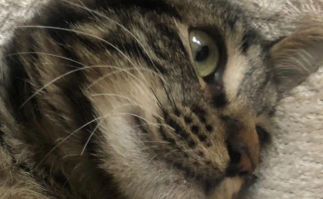 【1000円】感謝のメールとマロンのお気に入り写真