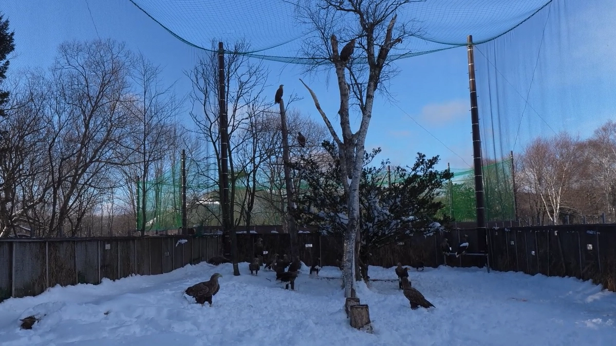 大雪後のフライングケージ見回り