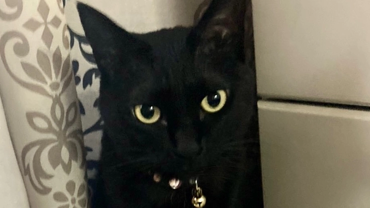 保護ネコカフェをOpenしたい!