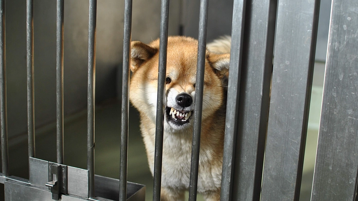 聞こえる犬猫達のSOS。一刻を争う保護ハウス開設にご支援を 2枚目