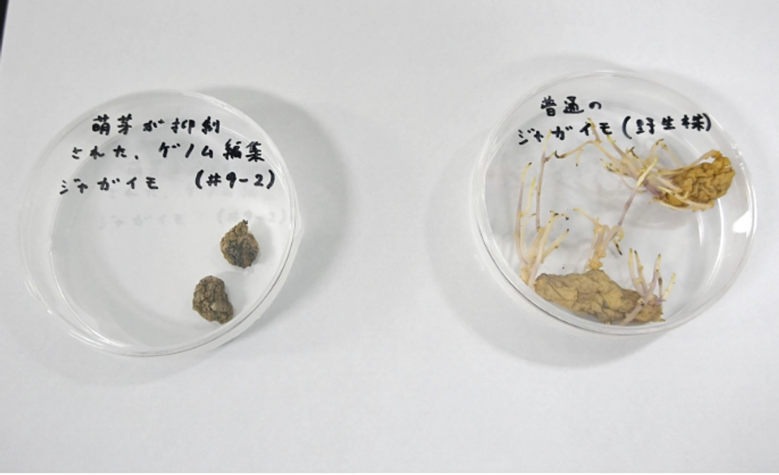 5/2に共同通信社より特集記事がプレスリリースされ、多くの新聞に掲載されました。