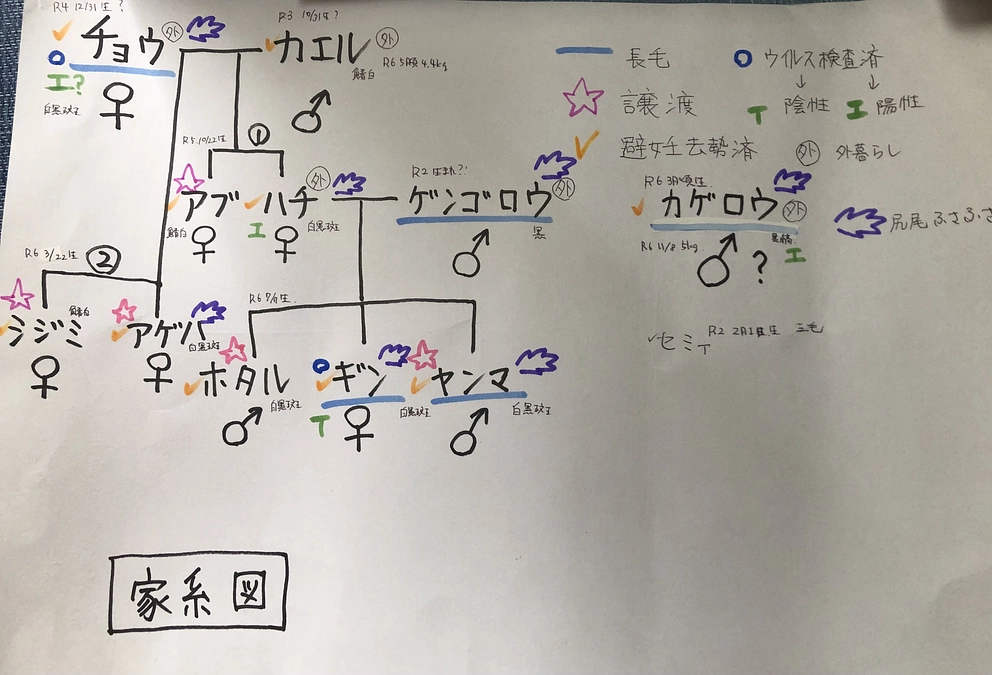子猫たちを全頭譲渡へ。