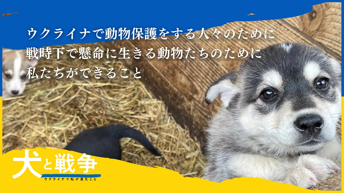 クラウドファンディング開始！「ウクライナ侵攻から3年――。いまだ続く戦地の犬猫救援活動にご支援を」