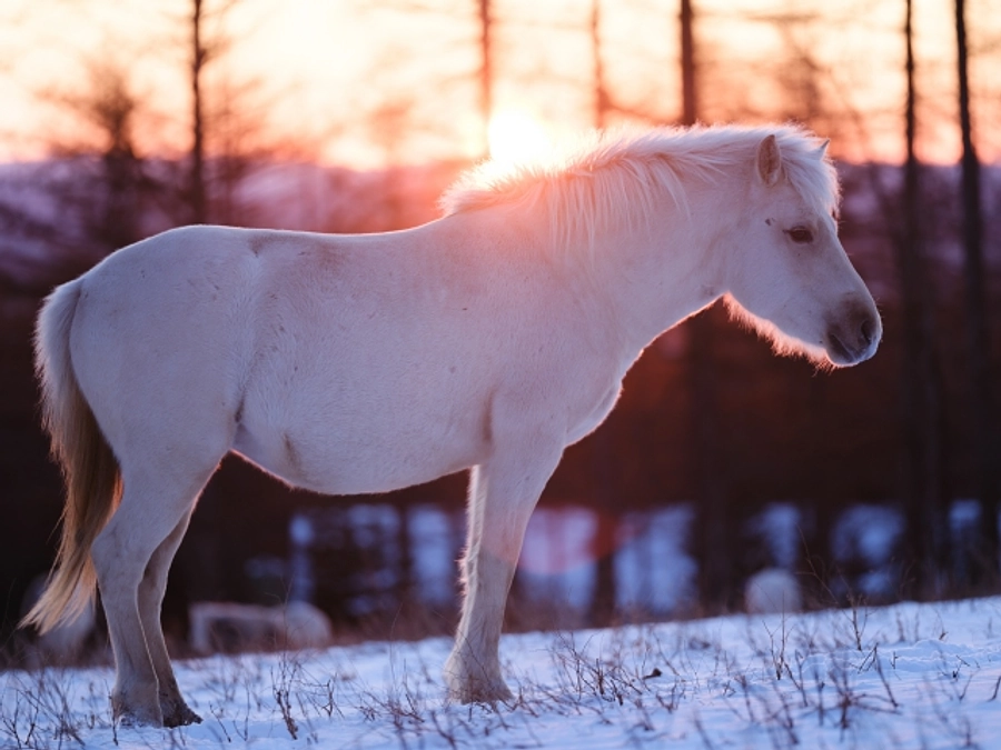 年始のご挨拶ー楽しかったはずのお正月ですが…