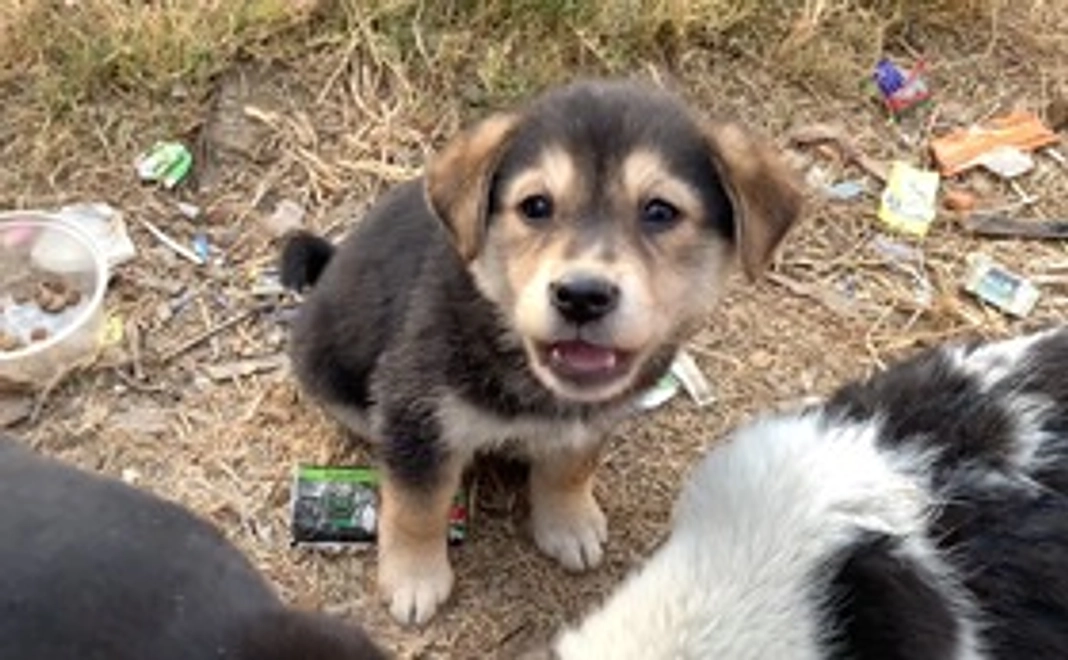 「ワクチン接種で命を救える」コース