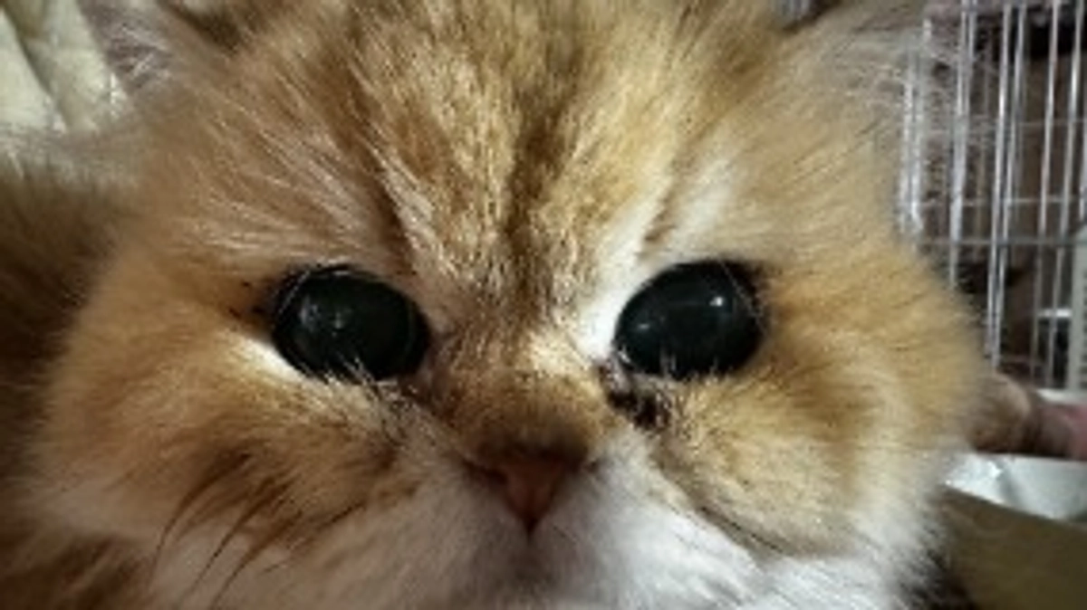 飼養主の闘病　帰りを待つ子達