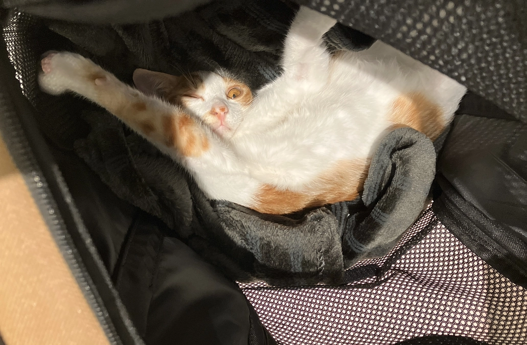 わかもれの定期通院に行ってきました