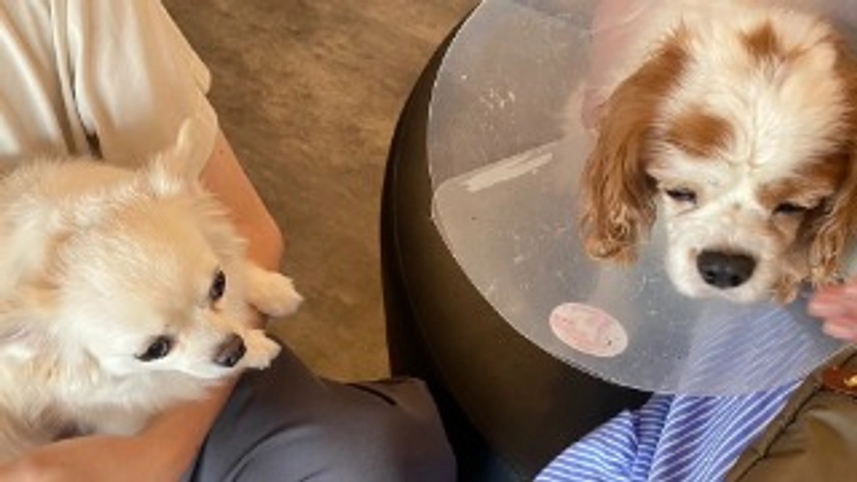 手術の詳細スケジュールについて