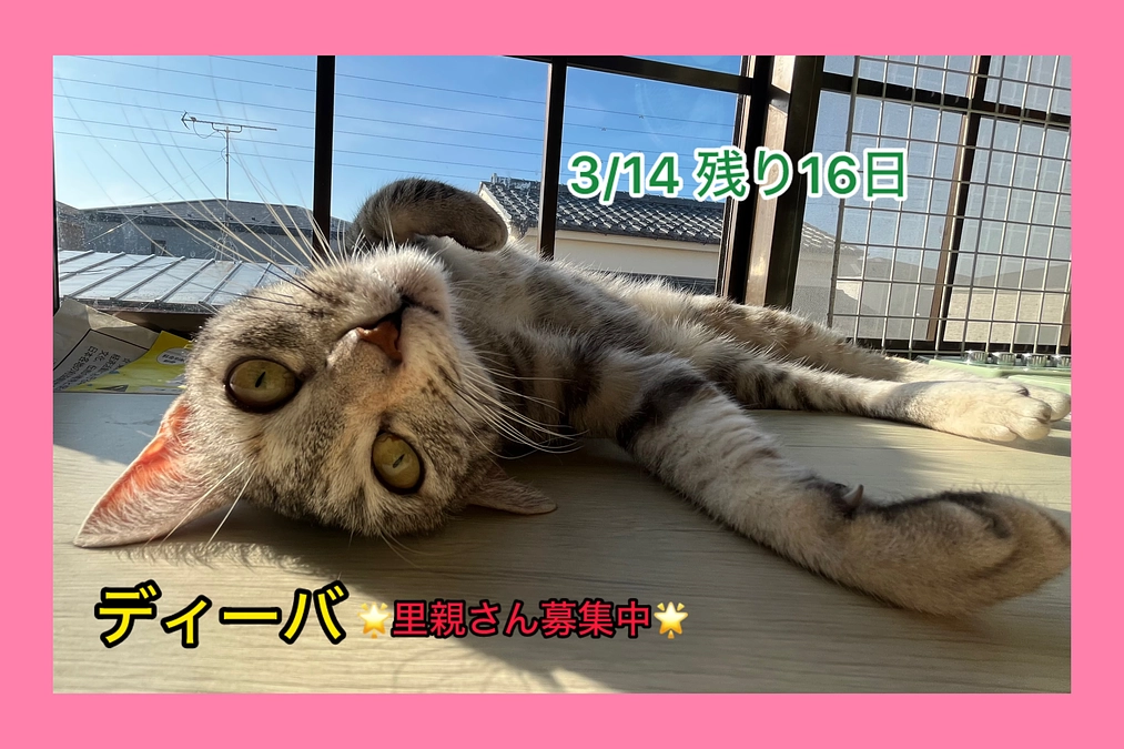 絵で見る「TNR」（3/14あと残り16日）