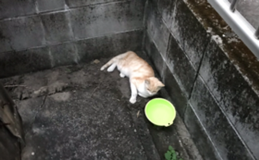 応援ありがとう