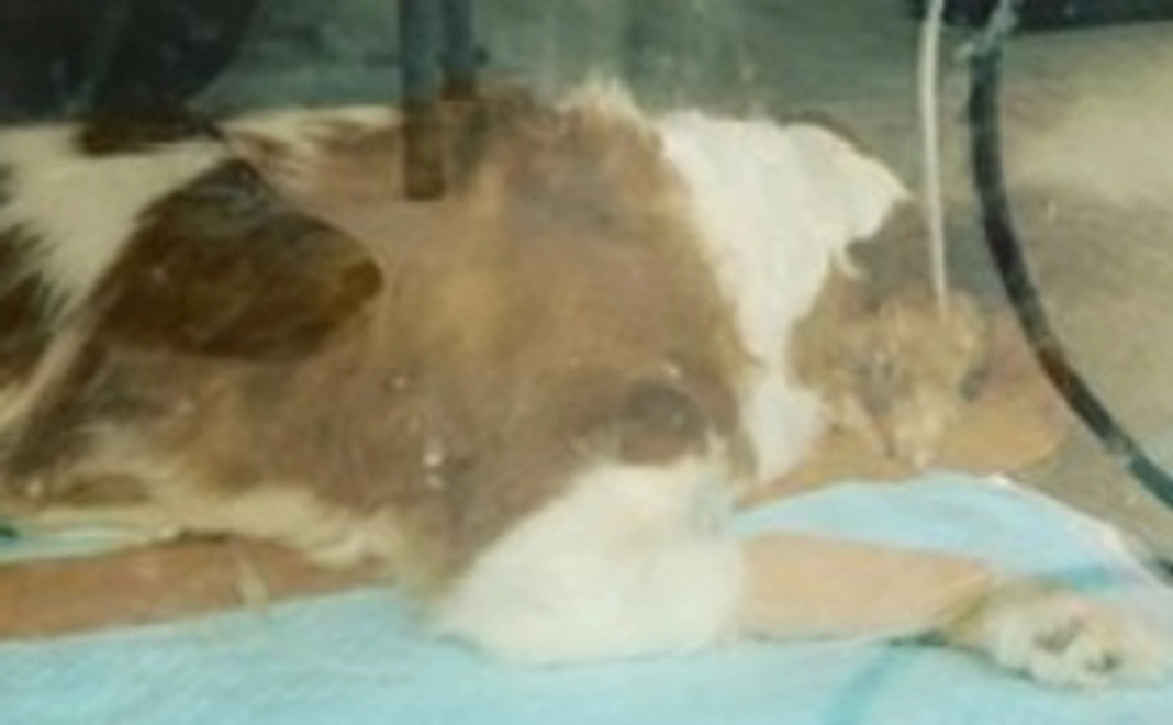 チャコちゃん支援1